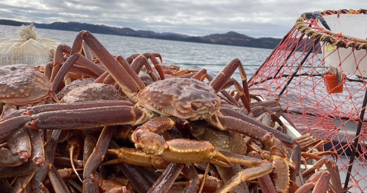 Crab Fishery Underway in Newfoundland and Labrador Unifor